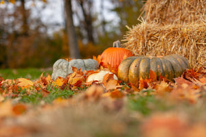 6 Eco-Friendly Activities for Fall