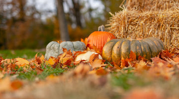 6 Eco-Friendly Activities for Fall