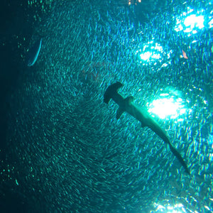 Lessons from the Community of the Sea